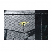 HAND TINTED WORK, p. 8, #72-06-15