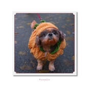 CELEBRITIES IN DISGUISE, Pumpkin