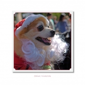 CELEBRITIES IN DISGUISE, Saint Nicholas