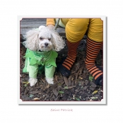 CELEBRITIES IN DISGUISE, Saint Patrick