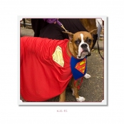 CELEBRITIES IN DISGUISE, Kal El