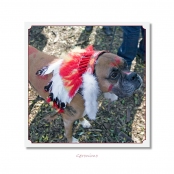 CELEBRITIES IN DISGUISE, Geronimo