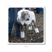 CELEBRITIES IN DISGUISE, Dolly