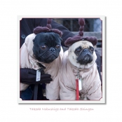CELEBRITIES IN DISGUISE, Takeda Nobushige and Takeda Shingen