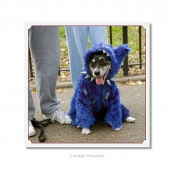 CELEBRITIES IN DISGUISE, Cookie Monster