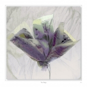 DIPPING INTO LIGHT; A Lifetime of Photography, p. 135