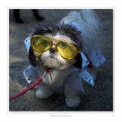 DIPPING INTO LIGHT; A Lifetime of Photography, p. 137