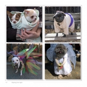 DIPPING INTO LIGHT; A Lifetime of Photography, p. 138