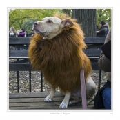 DIPPING INTO LIGHT; A Lifetime of Photography, p. 139