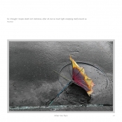 DIPPING INTO LIGHT; A Lifetime of Photography, p. 49