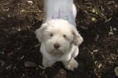 Altardog