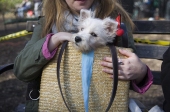 Basketdog