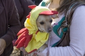Birdog