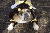 Bumblebeedog