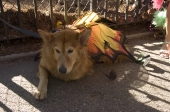 Butterflydog