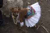Carmendog