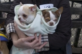 Coldogs