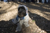 Colorscarfdog