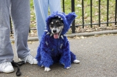Cookiemonsterdog