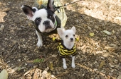 Curioisdogs