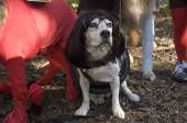Eyeglassdog