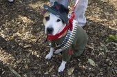 Fightdog