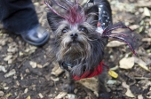 Frenziedog