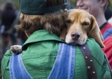 Friendog2