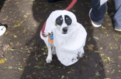 Ghostdog