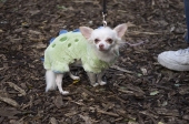 Greendotsdog