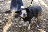 Grumpdog