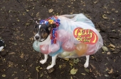 Jellybeandog