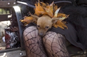 Lacedog