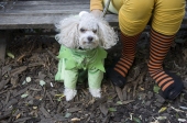 Leprechaundog