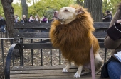 Liondog