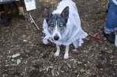Oldladydog