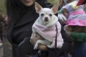 Pinksheepdog