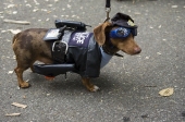 Policedog