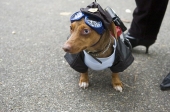 Policedog2
