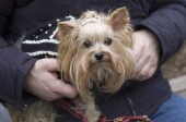Princessdog