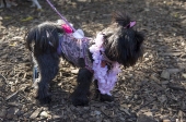 Purpleheartsdog