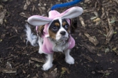 Rabitdog