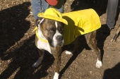 Raindog
