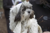Refugeedog