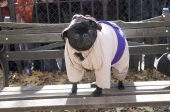 Samuraidog
