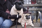 Samuraidogs2