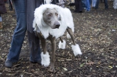 Sheepdog