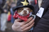 Sheriffdog2