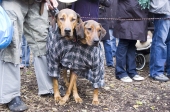 Siamesedog2