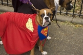 Superdog